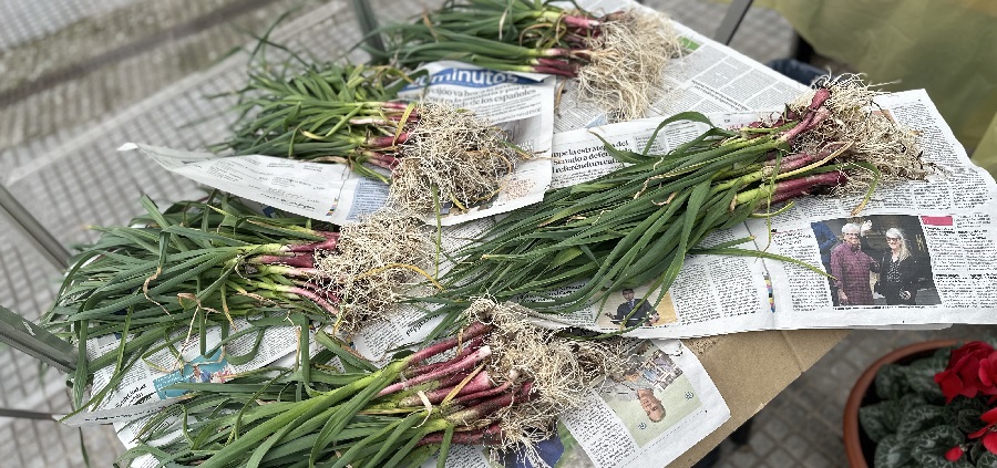 El huerto del CRMF de Madrid da la primera cosecha del año