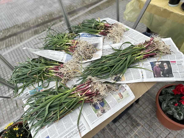 Ajetes tiernos cosechados.