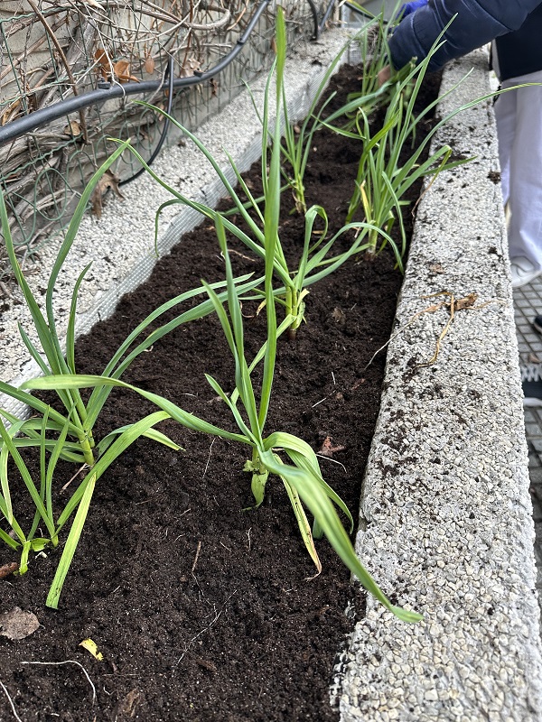Ajetes tiernos antes de ser cosechados.